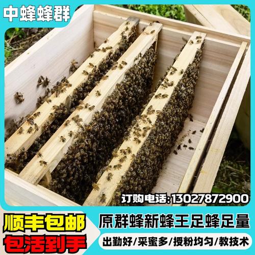 浙江种蜂场蜂王品种有哪些？-图2