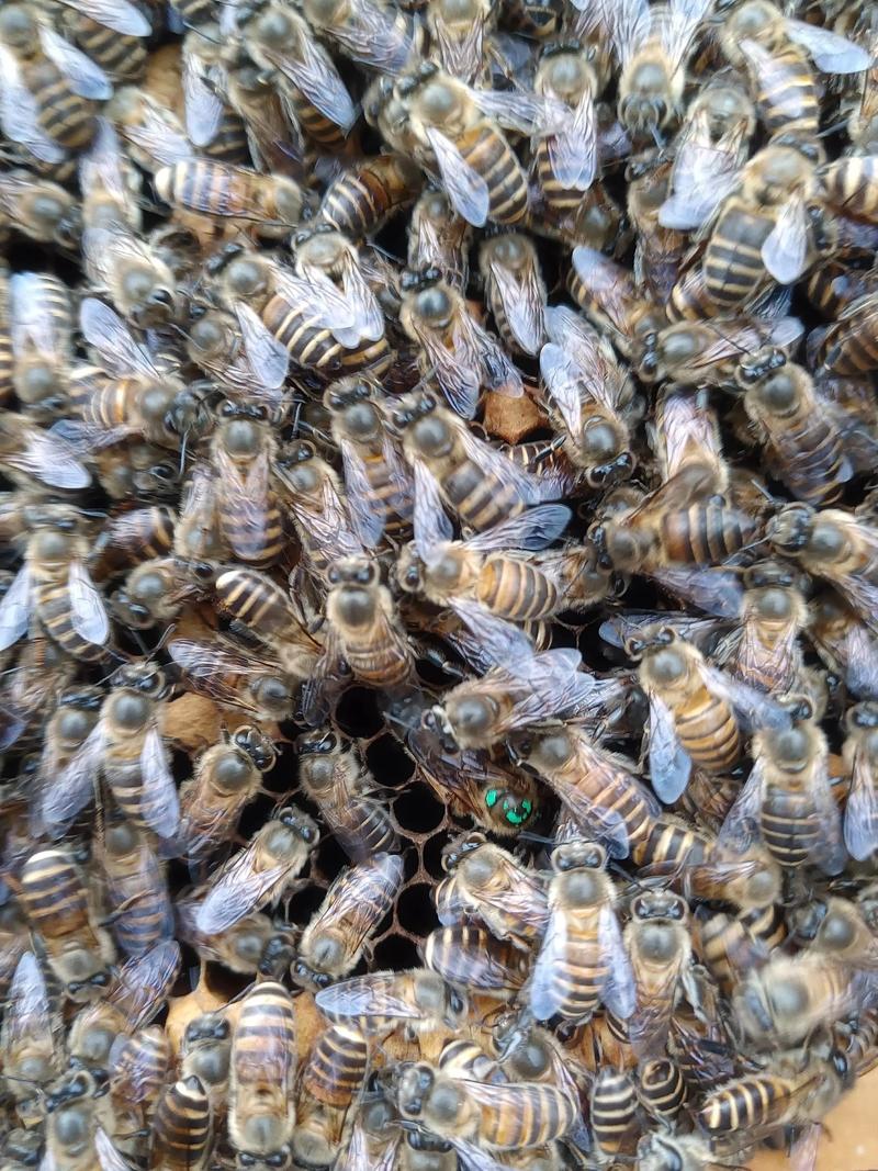 浙江种蜂场蜂王品种有哪些？-图3