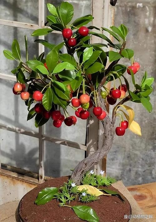 盆栽樱桃树是哪个品种?-图3 盆栽樱桃树是哪个品种?-图3