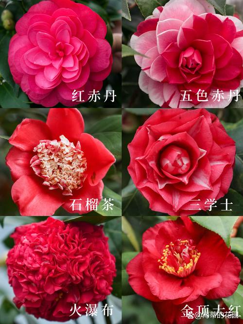耐寒茶花品种有哪些？-图2