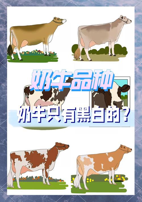 奶牛品种有哪些名字?-图2 奶牛品种有哪些名字?-图2