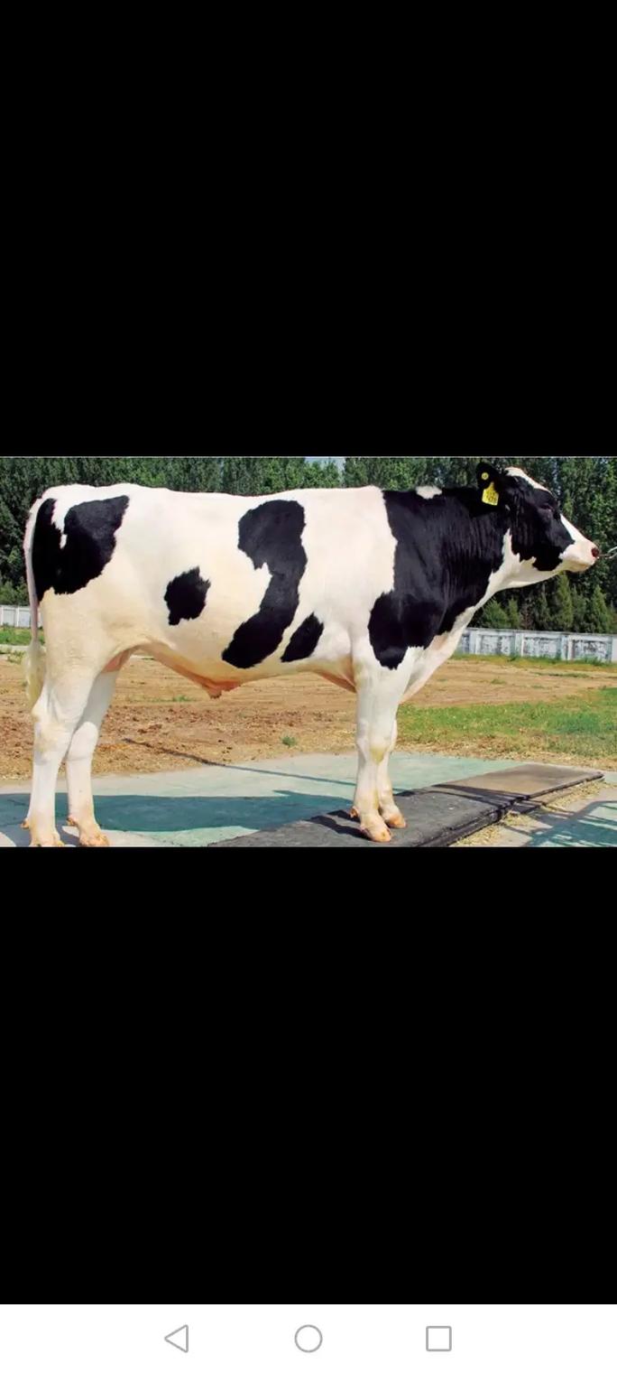 奶牛品种有哪些名字?-图3 奶牛品种有哪些名字?-图3