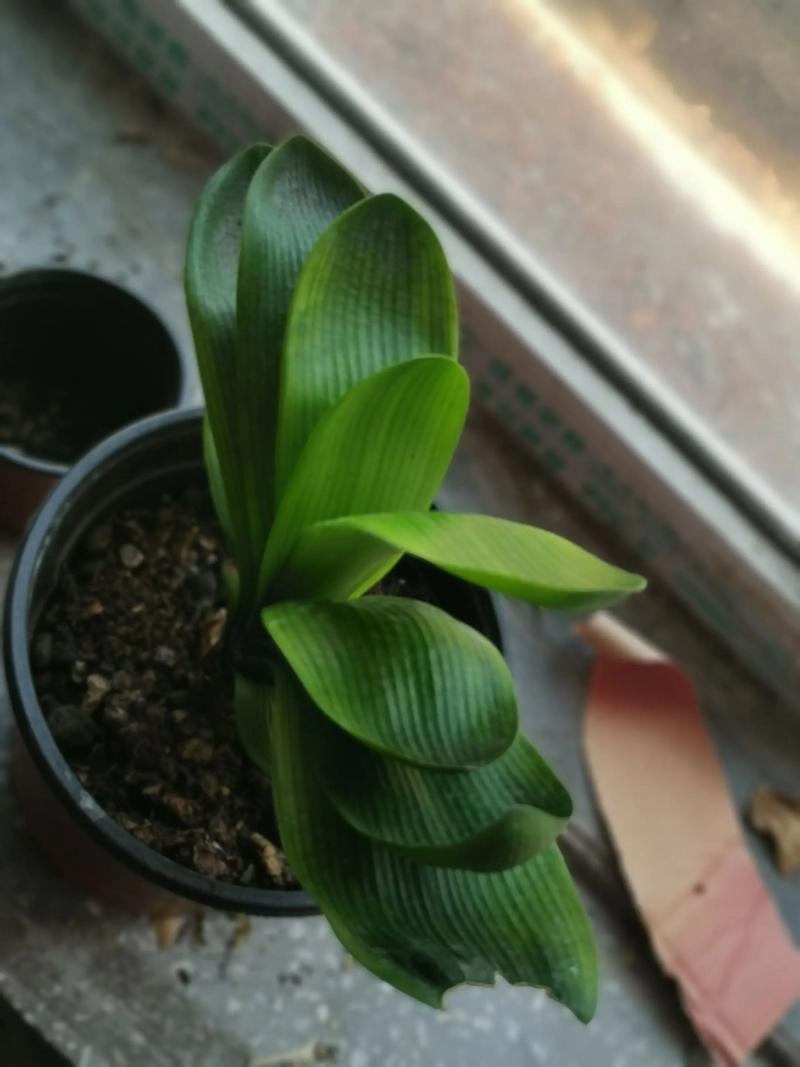 家养君子兰什么品种好？-图2