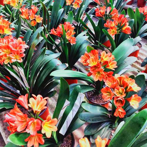 家养君子兰什么品种好?-图1 家养君子兰什么品种好?-图1