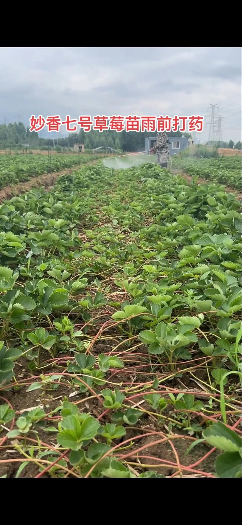 草莓育苗技术要点有哪些?-图1 草莓育苗技术要点有哪些?-图1