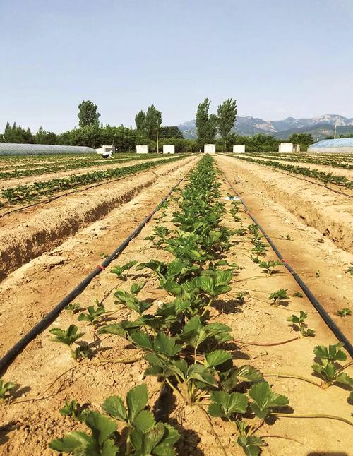 草莓育苗技术要点有哪些?-图2 草莓育苗技术要点有哪些?-图2