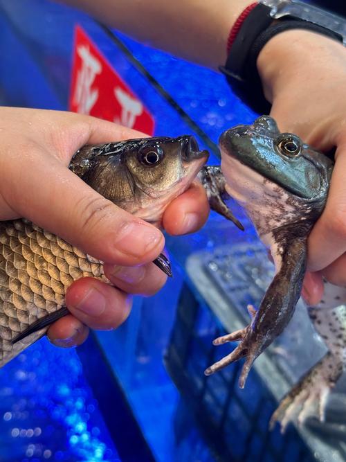 苏州牛蛙苗养殖技术有哪些关键点？-图3