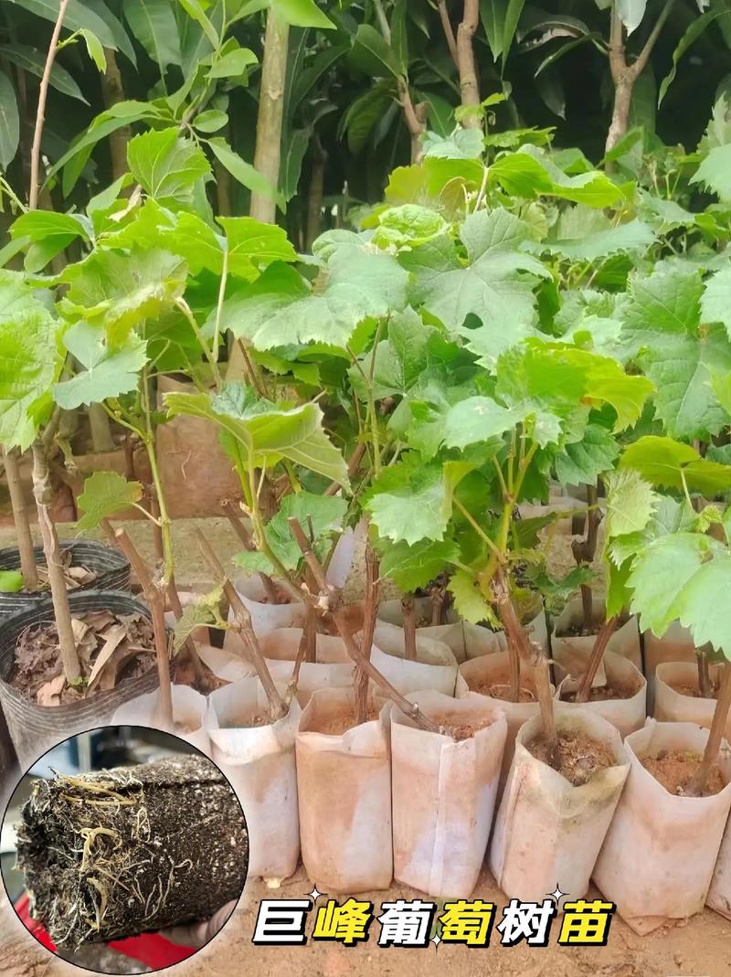 巨峰葡萄水肥管理技术-图1 巨峰葡萄水肥管理技术-图1