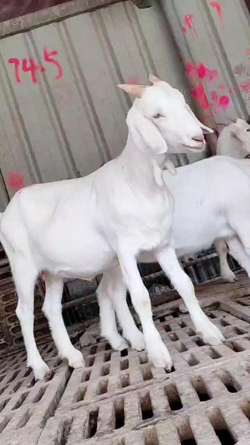 多羔的山羊有哪些品种-图1 多羔的山羊有哪些品种-图1