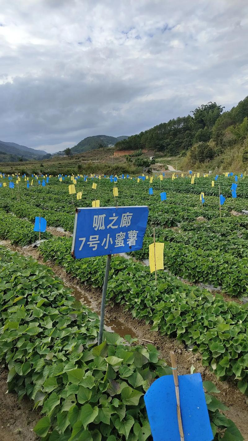 白薯种植管理技术有哪些关键要点？-图1