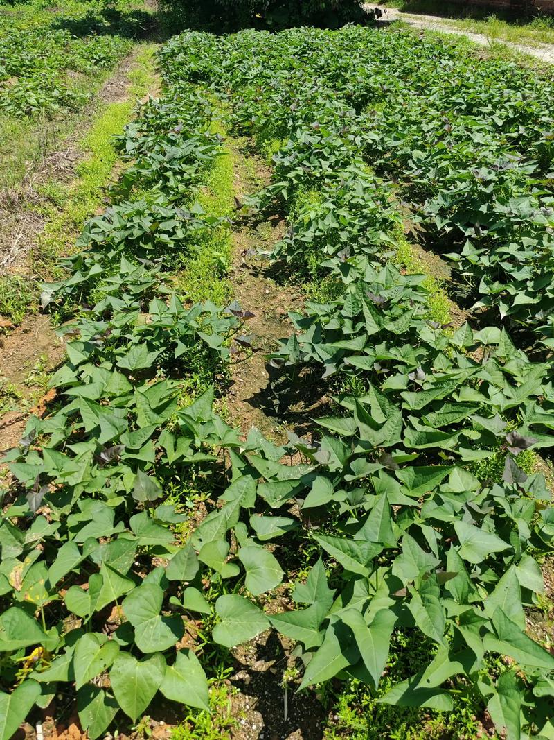 白薯种植管理技术有哪些关键要点？-图2