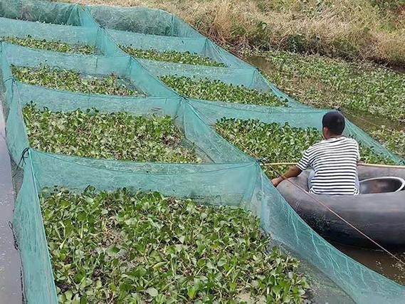 鱼和黄鳝网箱养殖技术要点有哪些?-图1 鱼和黄鳝网箱养殖技术要点有哪些?-图1