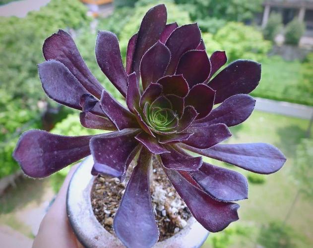 多肉黑法师到底有多少品种？-图1