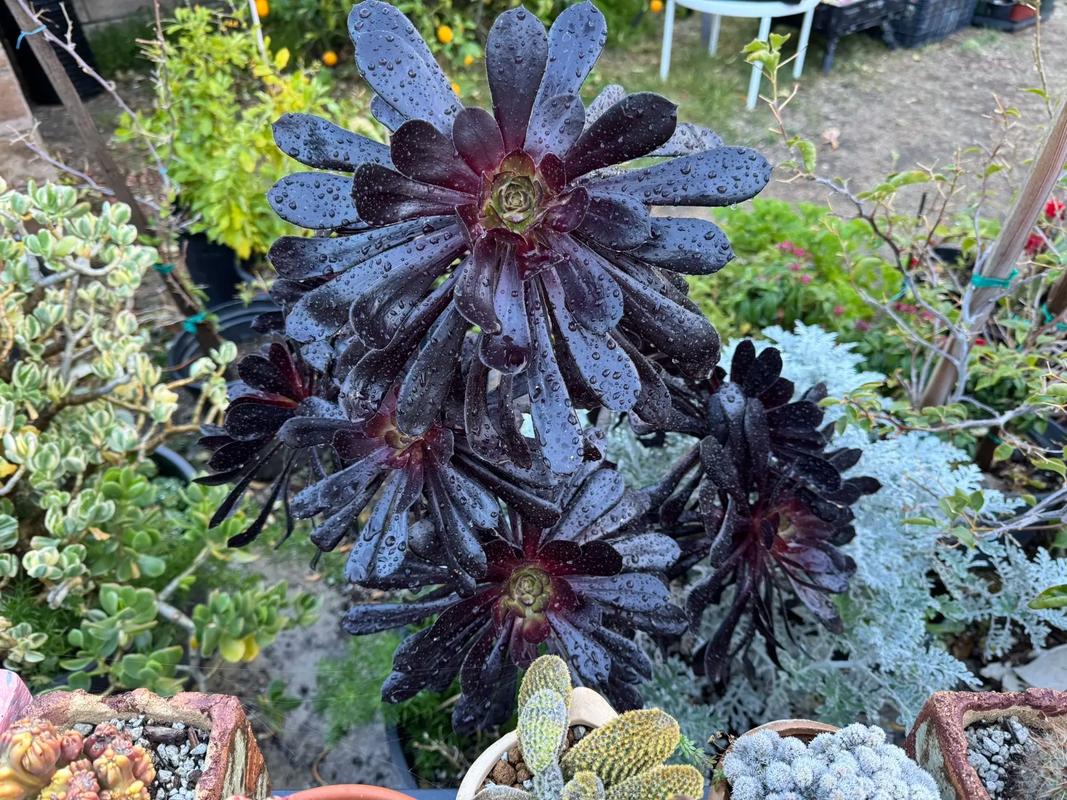 多肉黑法师到底有多少品种？-图2