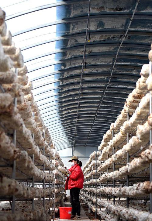 大棚种植姬菇技术视频-图3