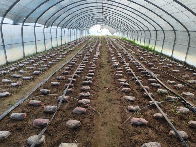 大棚种植姬菇技术视频-图2