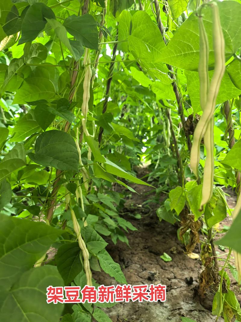 长架豆角种植技术视频-图1 长架豆角种植技术视频-图1