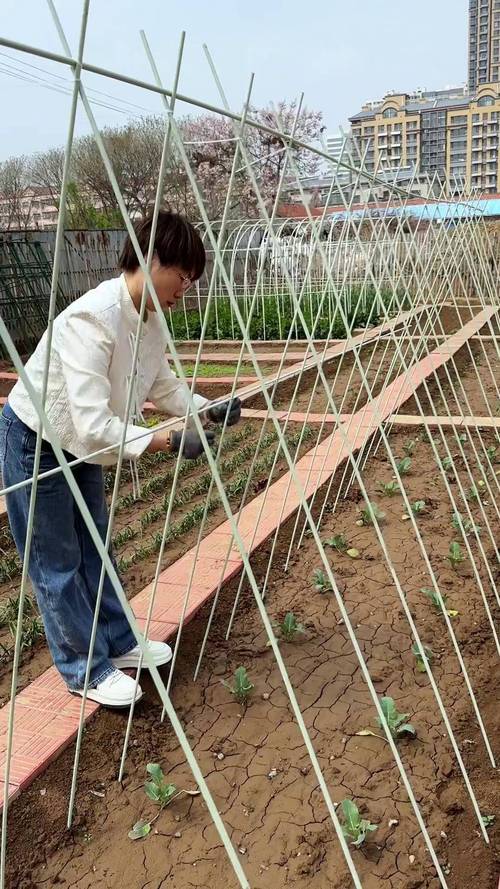 长架豆角种植技术视频-图2