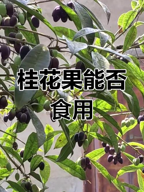什么桂花品种能结果？-图3