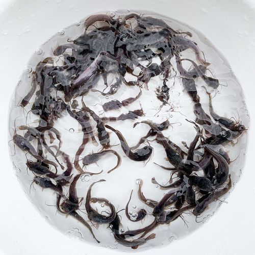 埃及胡子鲶的养殖技术-图3