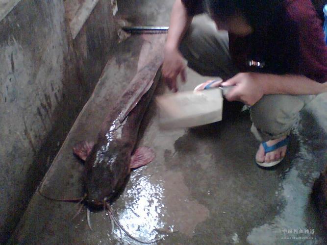 埃及胡子鲶的养殖技术-图2