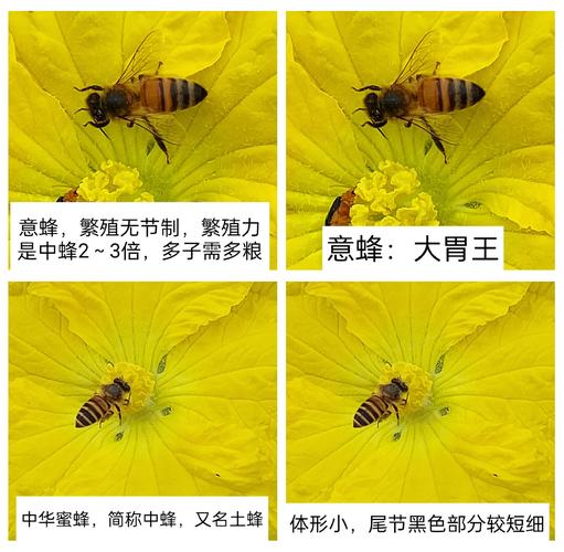 热带养意蜂什么品种好-图3