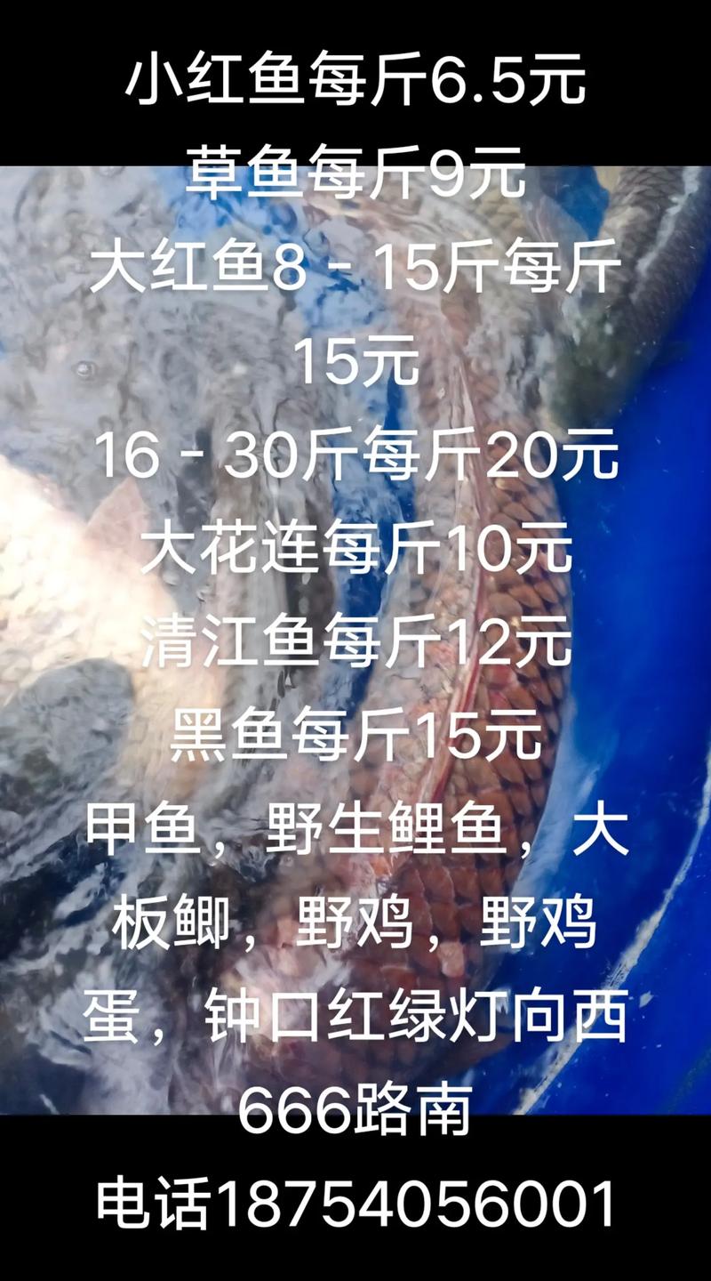 郑州草鱼价格多少钱一斤-图1