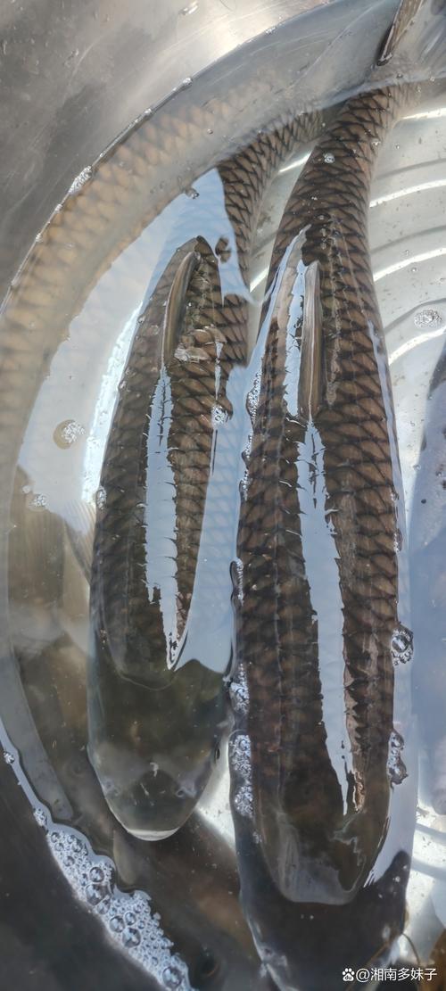 郑州草鱼价格多少钱一斤-图3