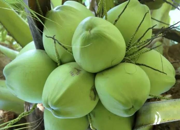 长毛椰子是什么品种?-图1 长毛椰子是什么品种?-图1