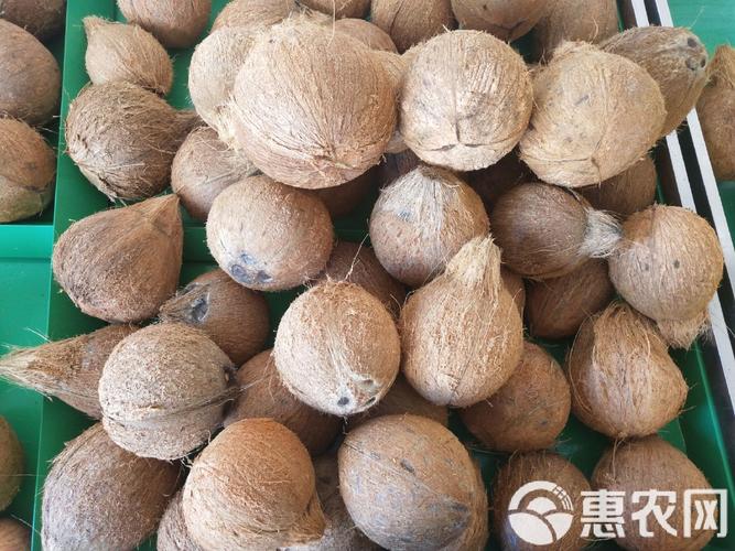 长毛椰子是什么品种?-图2 长毛椰子是什么品种?-图2