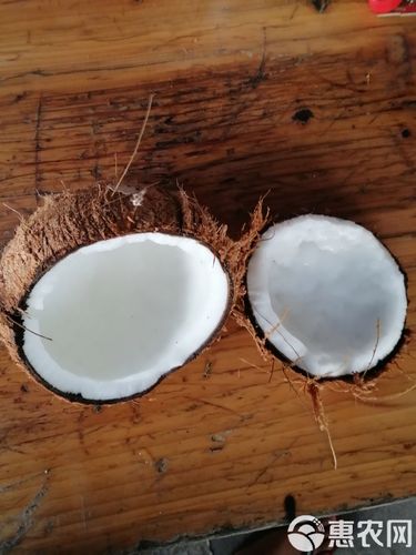 长毛椰子是什么品种?-图3 长毛椰子是什么品种?-图3