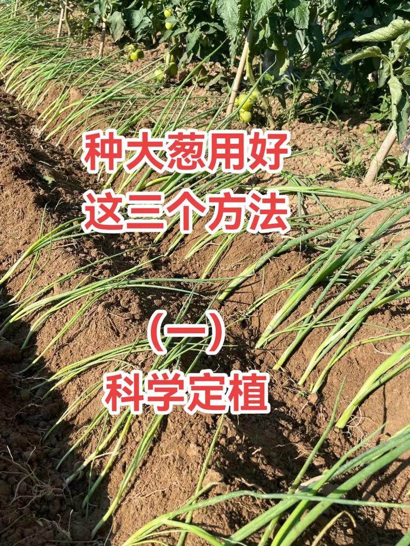 农广天地分葱种植技术-图1 农广天地分葱种植技术-图1