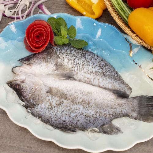 斗门海鲈鱼是什么品种?-图1 斗门海鲈鱼是什么品种?-图1