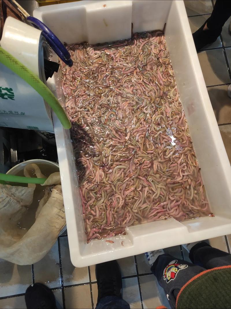 斗门海鲈鱼是什么品种?-图3 斗门海鲈鱼是什么品种?-图3