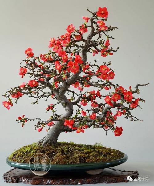 贴梗海棠盆景标准技术如何掌握?-图3 贴梗海棠盆景标准技术如何掌握?-图3