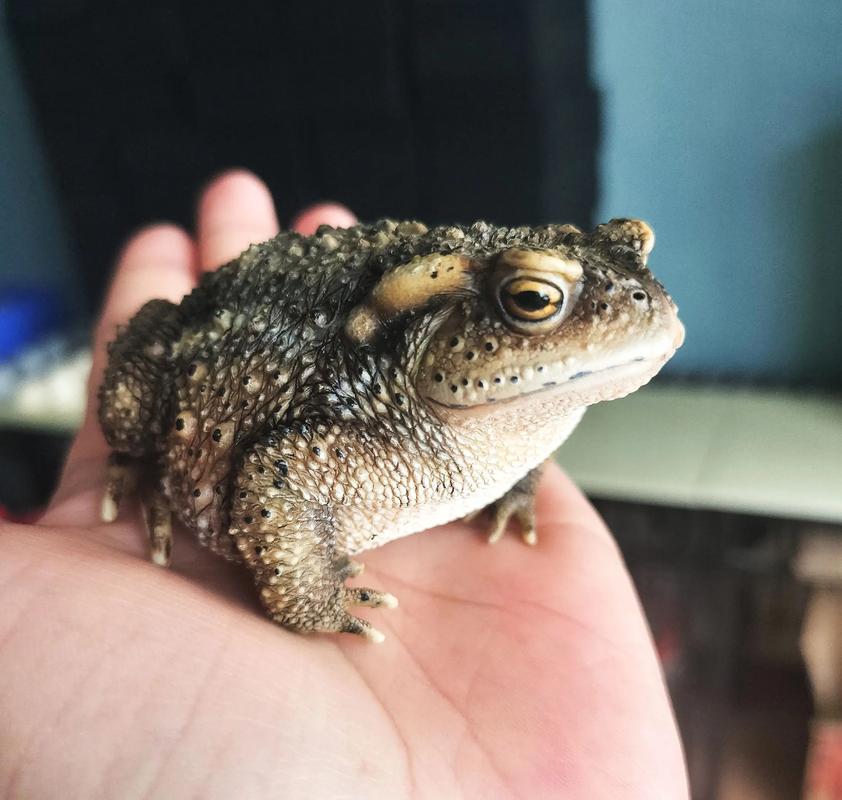 2025年蟾蜍收购价多少钱一斤?-图2 2025年蟾蜍收购价多少钱一斤?-图2