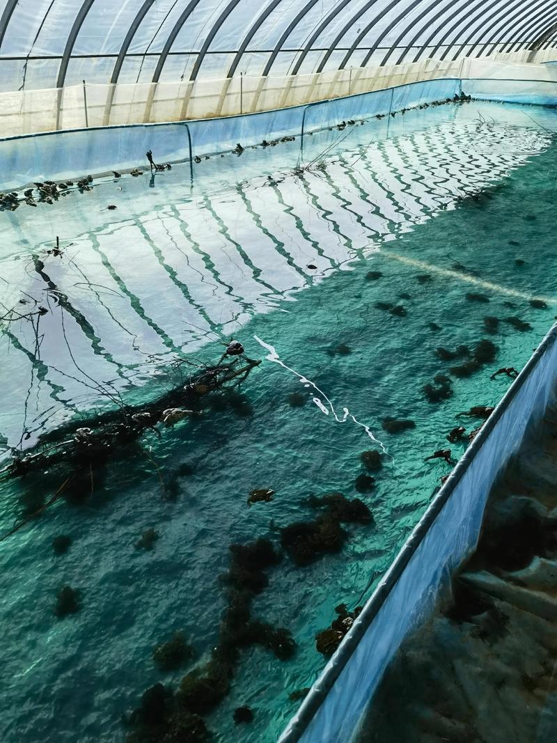 2025年蟾蜍收购价多少钱一斤?-图1 2025年蟾蜍收购价多少钱一斤?-图1