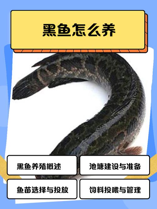 野生黑鱼生态养殖技术如何掌握?-图1 野生黑鱼生态养殖技术如何掌握?-图1