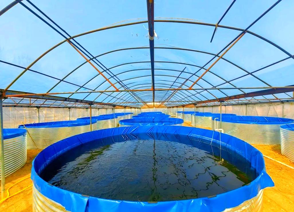 野生黑鱼生态养殖技术如何掌握?-图3 野生黑鱼生态养殖技术如何掌握?-图3