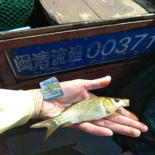 鲫鱼夏花的养殖技术0-图2 鲫鱼夏花的养殖技术0-图2