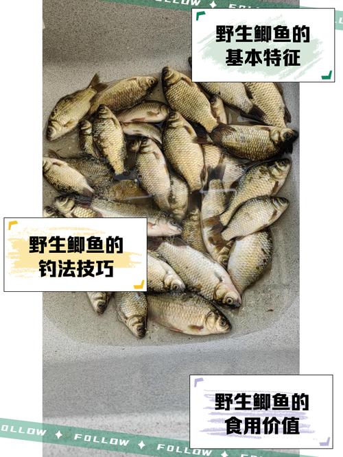 鲫鱼夏花的养殖技术0-图3 鲫鱼夏花的养殖技术0-图3