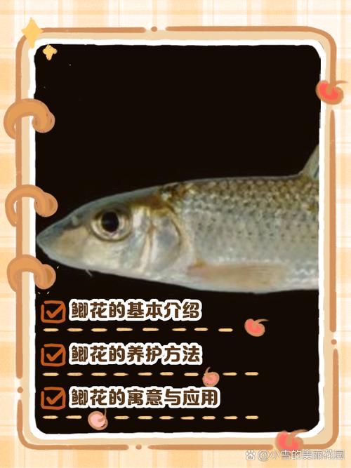 鲫鱼夏花的养殖技术0-图1 鲫鱼夏花的养殖技术0-图1