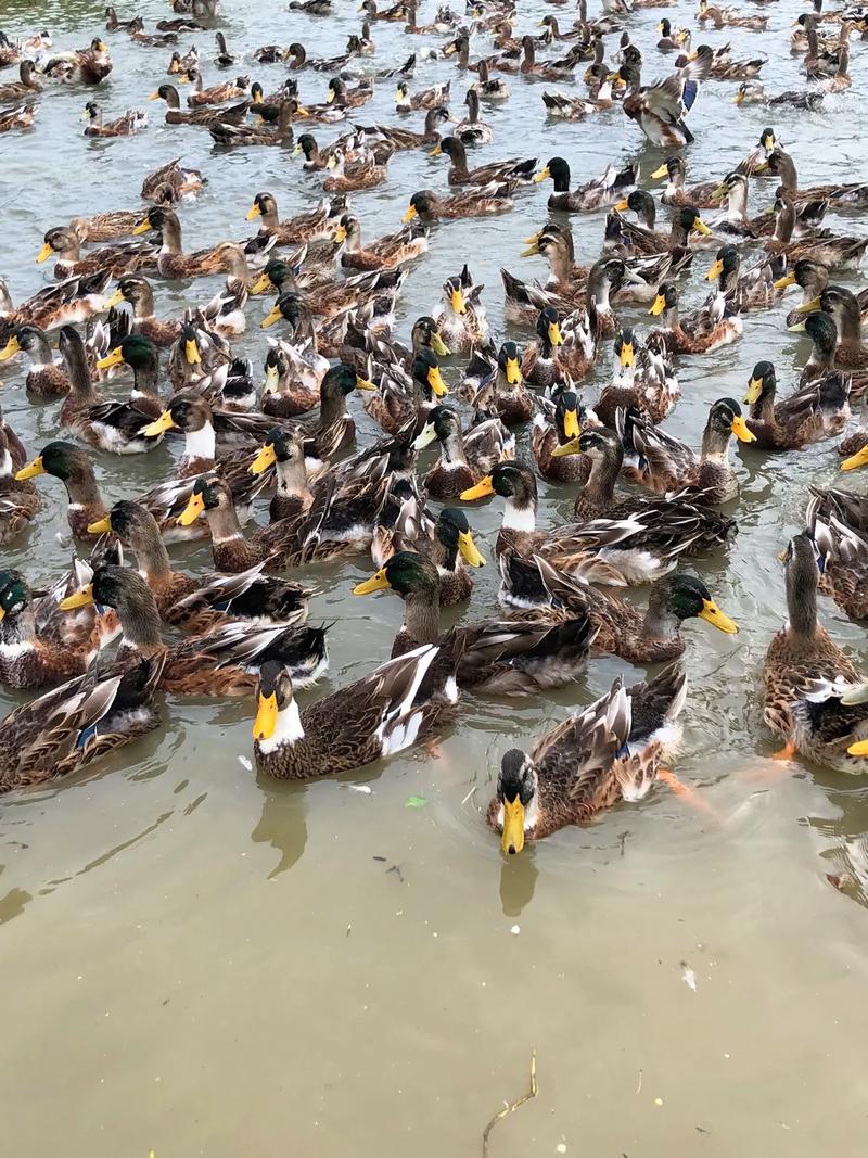 农广天地养鸭技术视频-图1 农广天地养鸭技术视频-图1