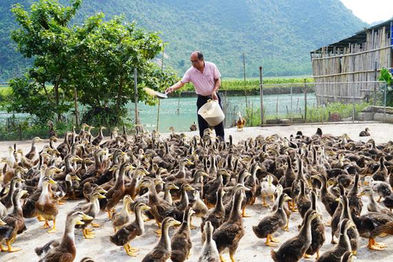 农广天地养鸭技术视频-图2