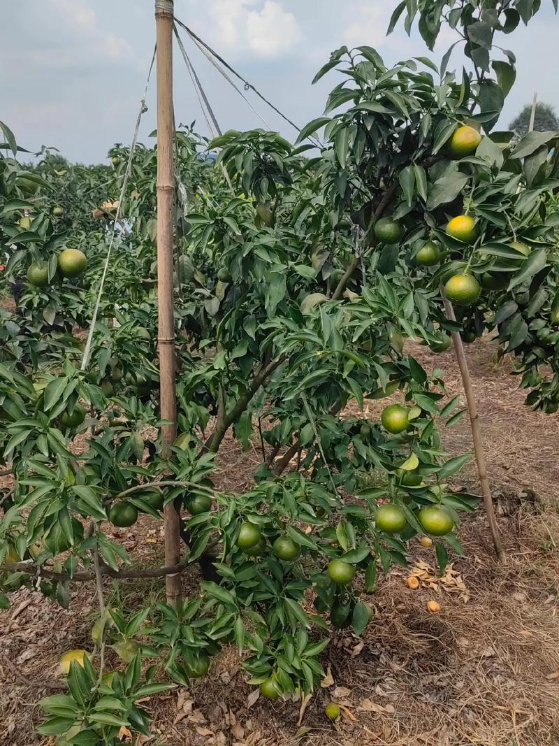 柑桔种植技术有哪些关键要点？-图2