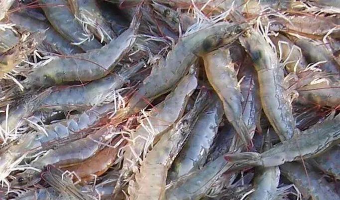 南美白虾养殖如何高效淡化?-图1 南美白虾养殖如何高效淡化?-图1