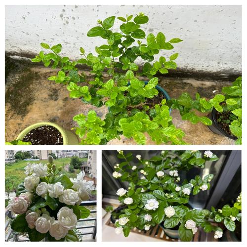 盆栽花卉尿素施肥怎么用才安全有效？-图3