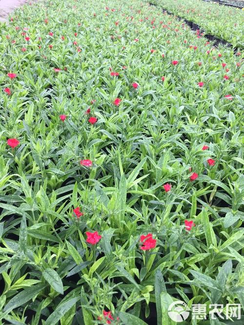 常夏石竹移栽定植有何关键技术?-图2 常夏石竹移栽定植有何关键技术?-图2