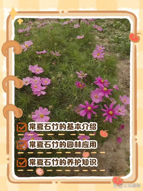 常夏石竹移栽定植有何关键技术?-图1 常夏石竹移栽定植有何关键技术?-图1