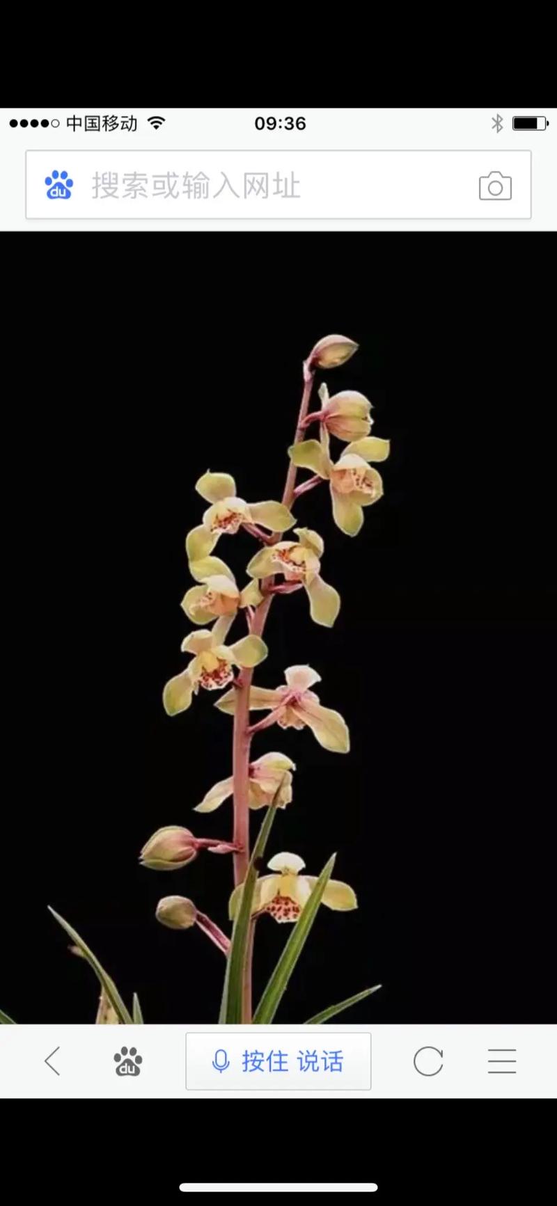 哪些兰花蕙兰品种更值得种植？-图3